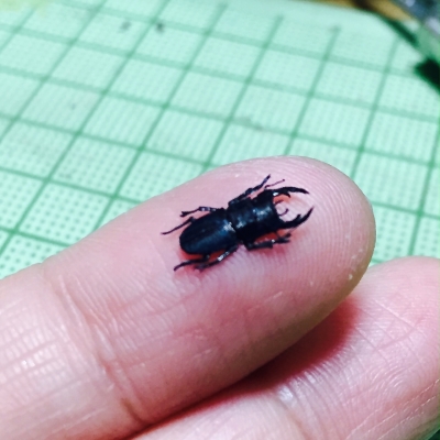 ミニクワガタ