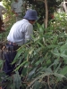 鎌