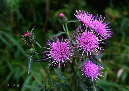 アザミ 薊 の花 春咲き 秋咲き New 一粒の実