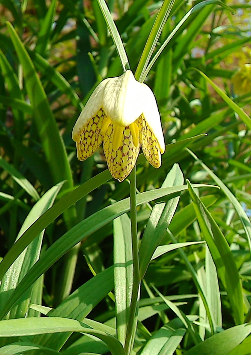 バイモ 貝母 の花 New 一粒の実