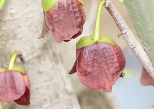 ポポの花咲く | New 一粒の実