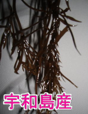 宇和島産