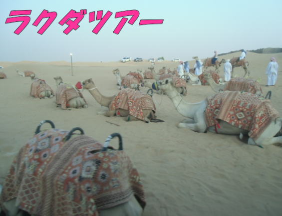 ラクダ