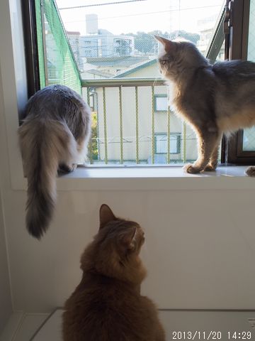 パパと叔母ちゃんとお姉ちゃん。
