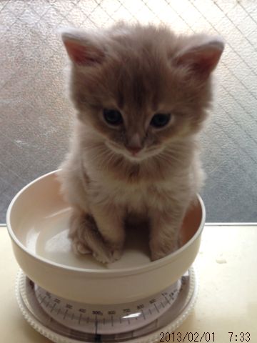 ペルちゃん。