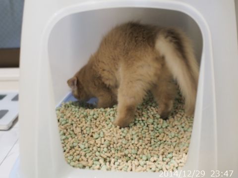 ハムちゃん。