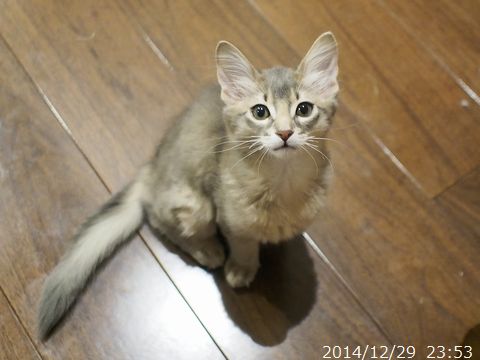 とっとこ。