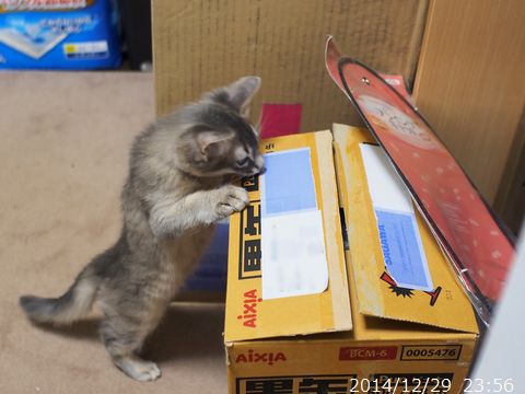 とっとこ。
