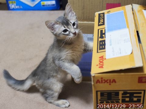 とっとこ。