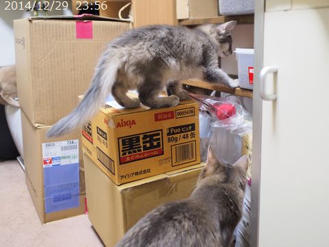 ふぁみりー。
