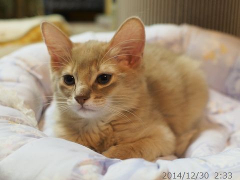 ハムちゃん。