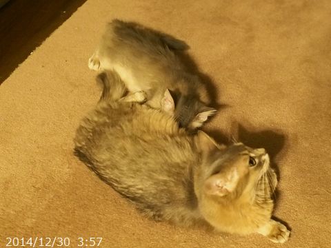 とっとことママ。
