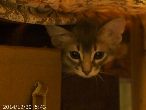 とっとこ。