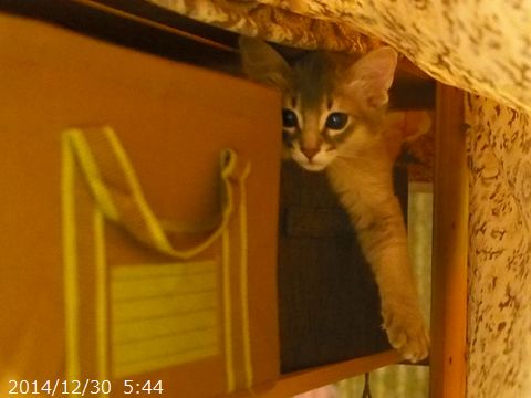 とっとこ。