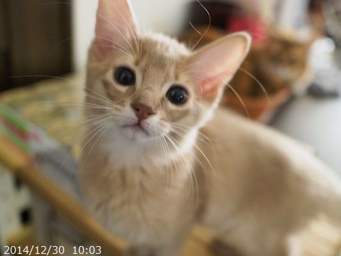 ハムちゃん。
