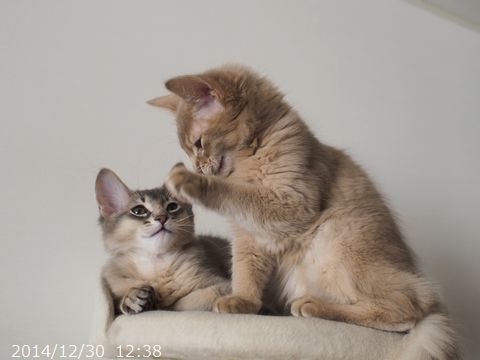 ハムちゃんととっとこ。