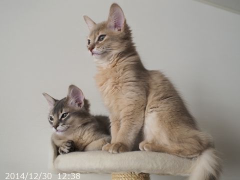 ハムちゃんととっとこ。