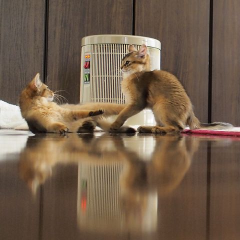 somali kitten