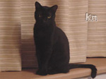 kurt