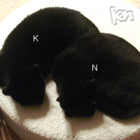omake KN