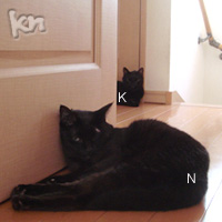 KN