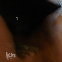 N