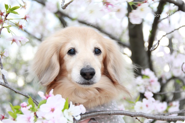 b sakura 8.JPG