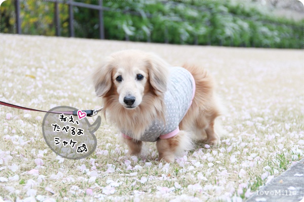 b sakura 9.JPG