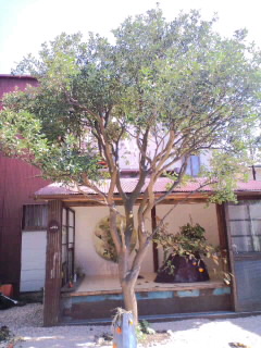 CA3G273900010001.jpg