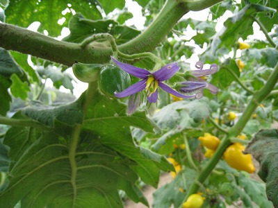 フォックスフェースの収穫 野菜 果物 園芸栽培