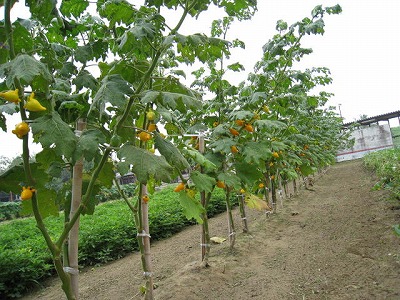 フォックスフェースの収穫 野菜 果物 園芸栽培