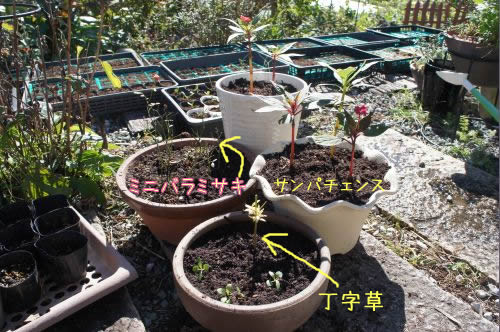 bl615.jpg