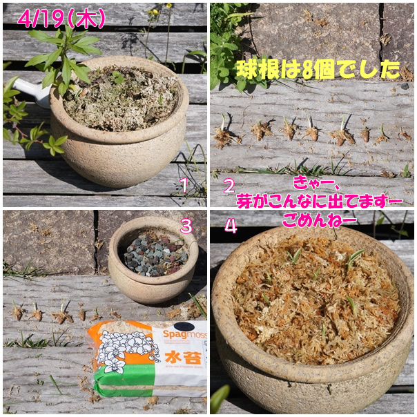 鷺草の植え替え