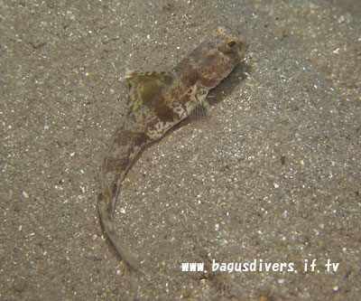Dorsal-blotch Shrimp goby