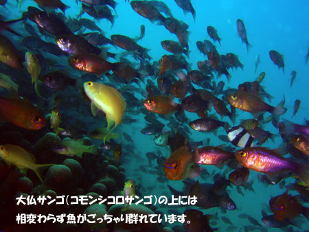 魚、魚、魚がごっちゃり群れてます。