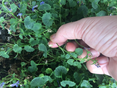 カンパニュラ ベルフラワー オトメギキョウ の育て方 ベランダで植木鉢で育てる 簡単なので毎年咲く グリーン インテリア 何気ない日々をおもしろく