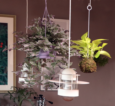 吊り ハンギング 苔玉の作り方 ポトスは室内でハンギングして育てるのに最適 グリーン インテリア 何気ない日々をおもしろく