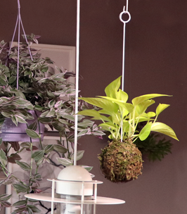 吊り ハンギング 苔玉の作り方 ポトスは室内でハンギングして育てるのに最適 グリーン インテリア 何気ない日々をおもしろく