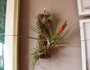 エアープランツ チランジア を寄せ植えして飾る コルクに固定 接着 着生する方法ーイオナンタ ハリシー ファシクラータ ベルティナ グリーン インテリア 何気ない日々をおもしろく