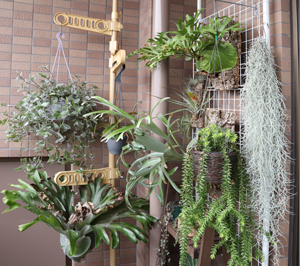 植物をハンギングして楽しむ 室外 ベランダ と室内での吊るし方 グリーン インテリア 何気ない日々をおもしろく