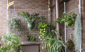 植物をハンギングして楽しむ 室外 ベランダ と室内での吊るし方 グリーン インテリア 何気ない日々をおもしろく