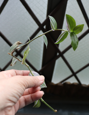 ハンギングに最適なトラディスカンティア トラディスカンチア フルミネンシス ラベンダー の 育て方 斑のない緑の葉が出たときの対処方法 挿し芽 植え替え グリーン インテリア 何気ない日々をおもしろく