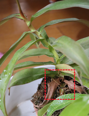 ウツボカズラ ネペンテス の育て方 苔玉に植え替え 個体差ある 捕虫袋がつかないときに試すこと グリーン インテリア 何気ない日々をおもしろく