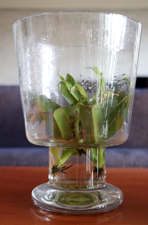 ウツボカズラ ネペンテス の育て方 苔玉に植え替え 個体差ある 捕虫袋がつかないときに試すこと グリーン インテリア 何気ない日々をおもしろく