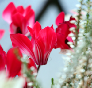 ガーデンシクラメンの育て方 ボンボニエール 軽井沢育ち の寄せ植え 紅白２色咲きで艶やかな寄せ植えに 贈り物にも グリーン インテリア 何気ない日々をおもしろく