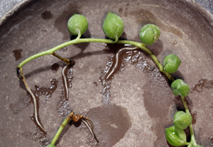 多肉植物 グリーンネックレス みどりの鈴 の育て方 腐らせない 元気に夏越し 冬越し グリーン インテリア 何気ない日々をおもしろく