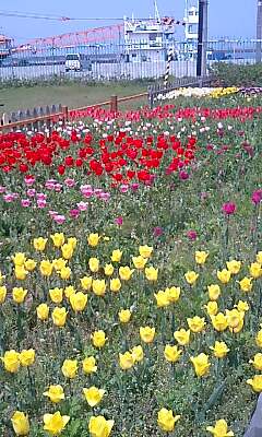 チューリップ花壇 花とパチンコと猫達