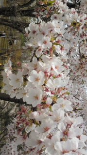 2011041112590000001.jpg