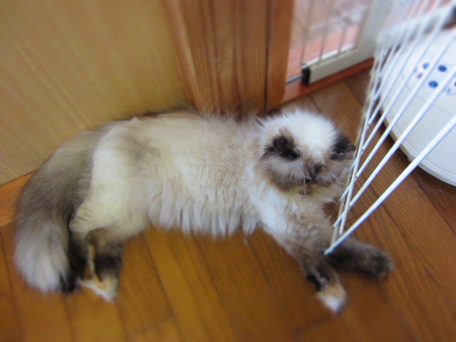 あくび