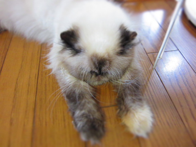 あくび